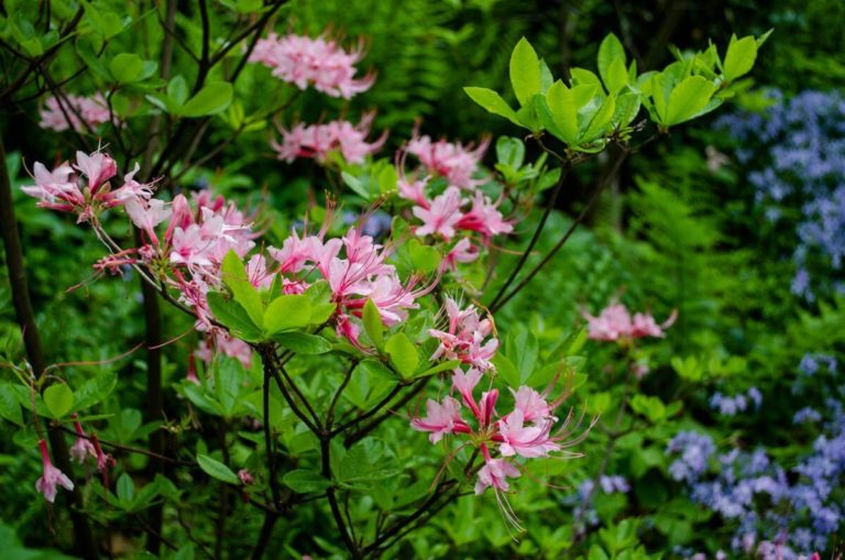 Shade border