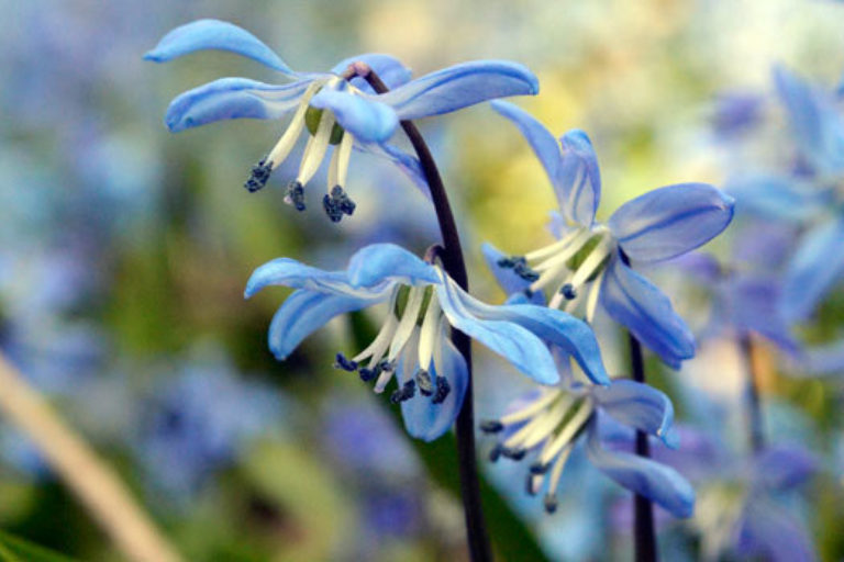 Squill close up