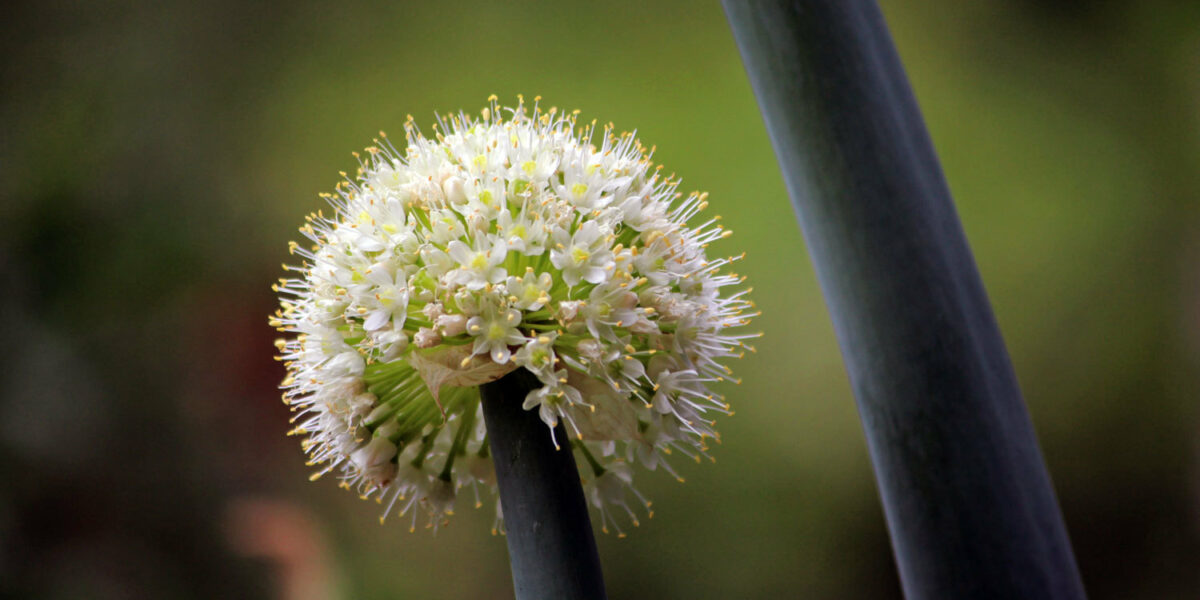 Allium-close-up.jpg