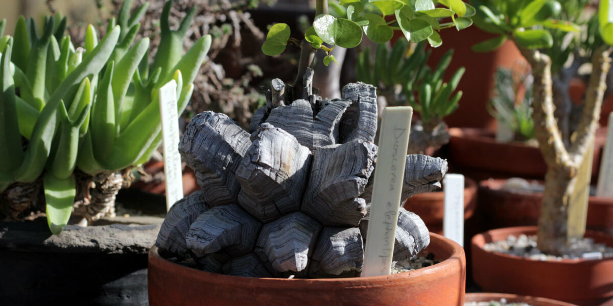 その他 Ozwrt Dioscorea Elephantipes Monoclonius Dioscorea Elephantipes L Exotic Elephant Foot L Rare Succulent