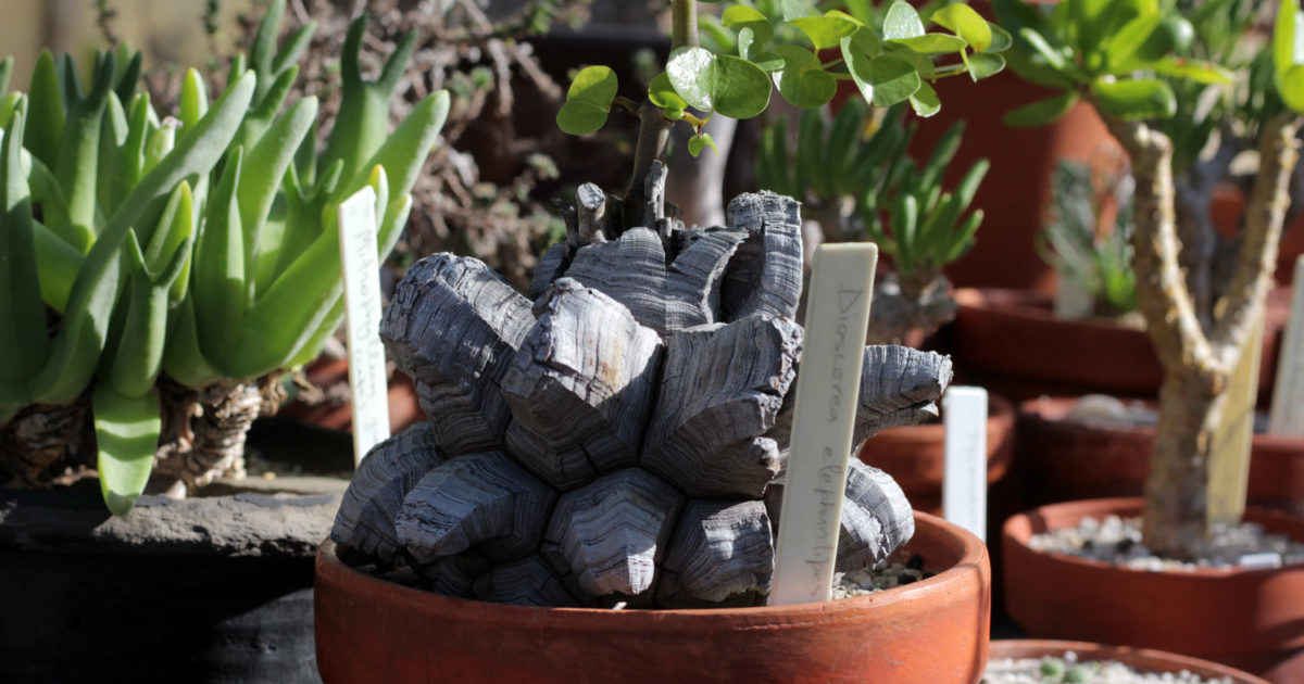 OZWRT Spirit of Dioscorea elephantipes 【公式通販】