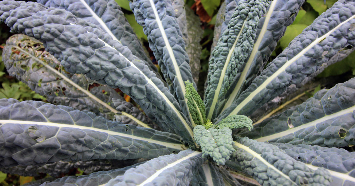 Brassica oleracea var. acephala ‘Lacinato’ (Tuscan Kale) Wave Hill