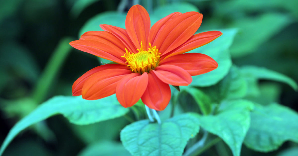 Tithonia Rotundifolia Torch Mexican Sunflower Cultivar Wave Hill