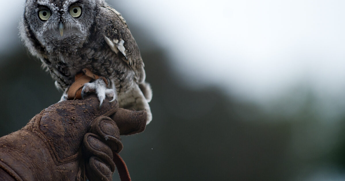 Nighthunters: An Evening Owl Adventure - Wave Hill