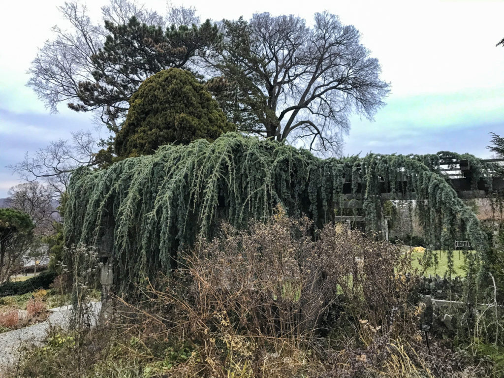 Evergreens in the Wild Garden - Wave Hill