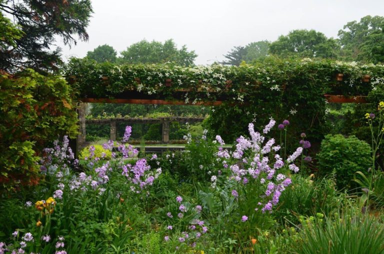 Wild garden