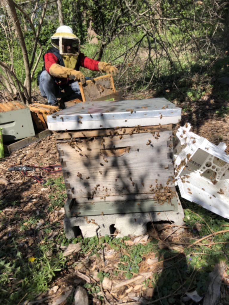 Junior the beekeeper