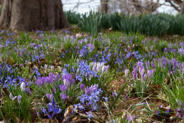 Early spring 2019 03 25 37395 Wave Hill