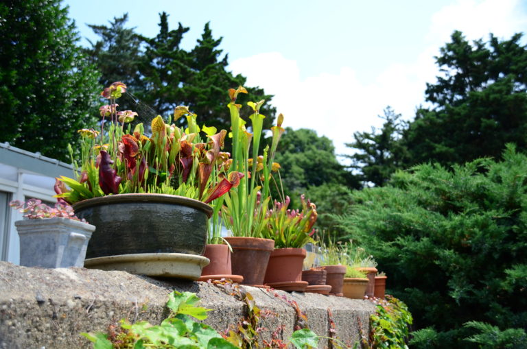 Plant Pick of Day Sarracenia spp