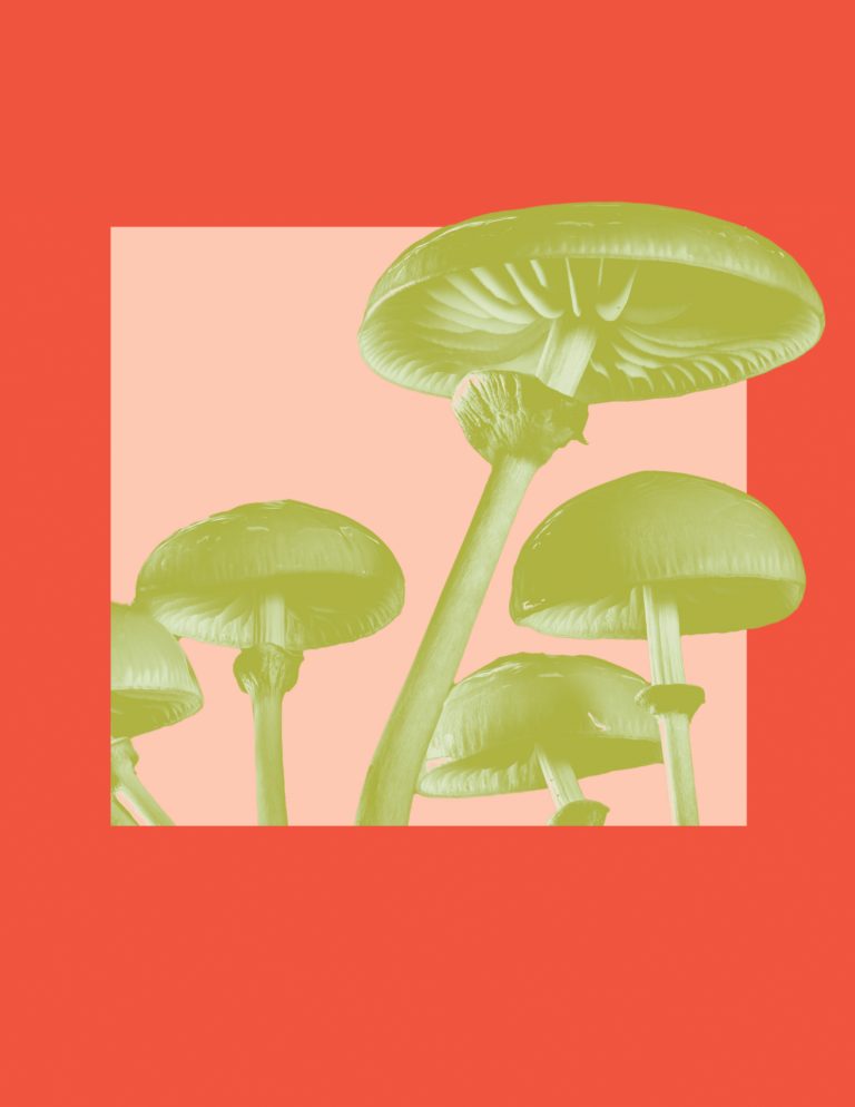 Fungi fete graphic