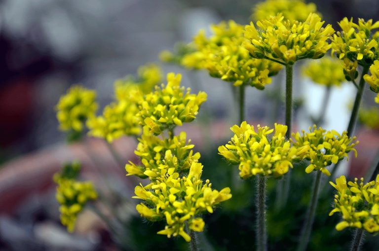 Draba close up