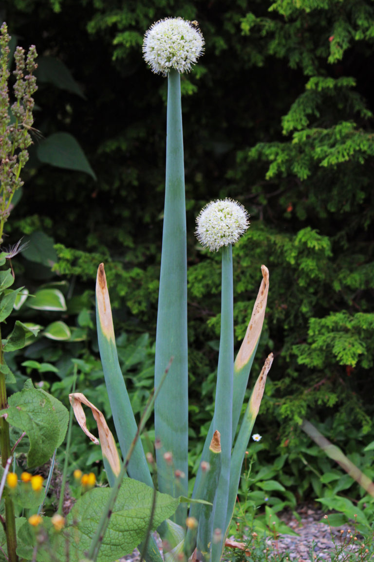 Allium close up 1