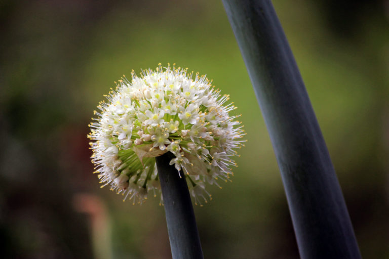 Allium close up