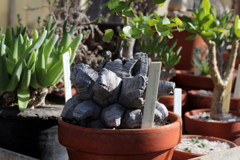 Dioscorea close up