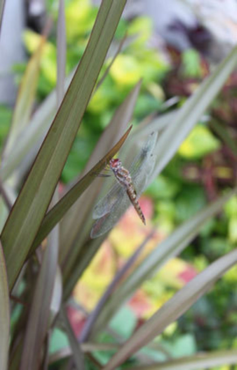 Dragonfly at Pergola