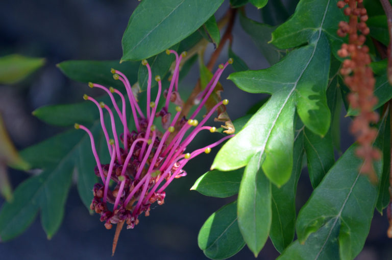 Grevillea close up