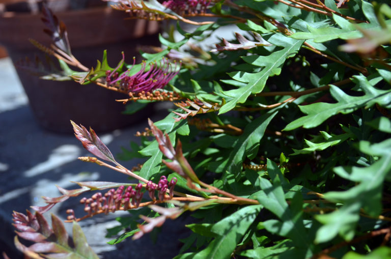 Grevillea the plant