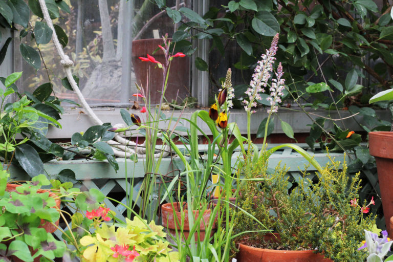 Hesperantha setting closer