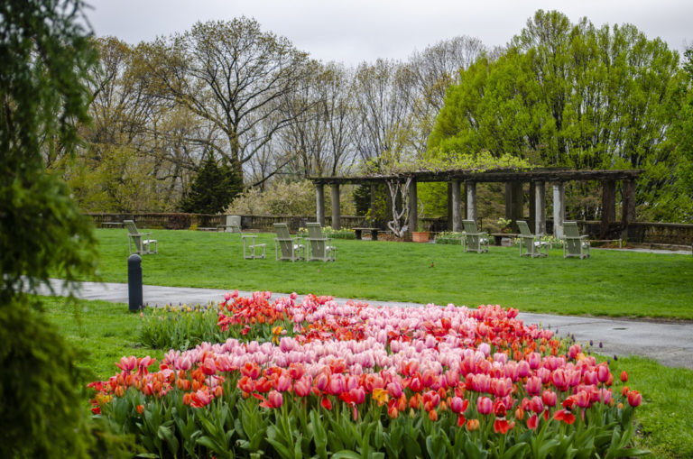 Paisley red tulips