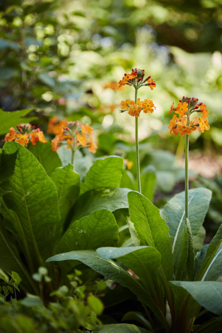 Shade Border primula Ngoc Wave Hill 2017 0526 050