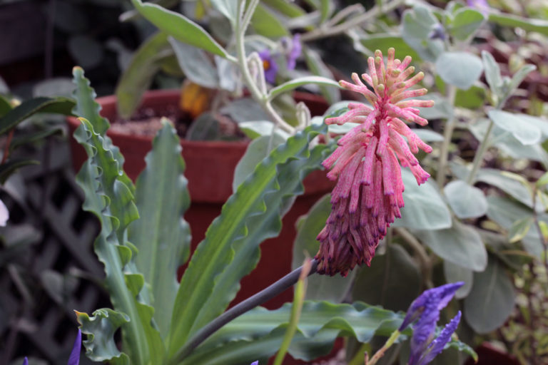 Veltheimia close up