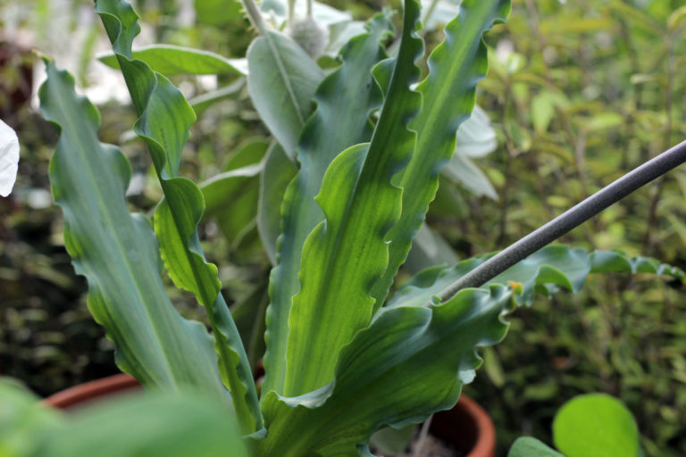 Veltheimia leaves