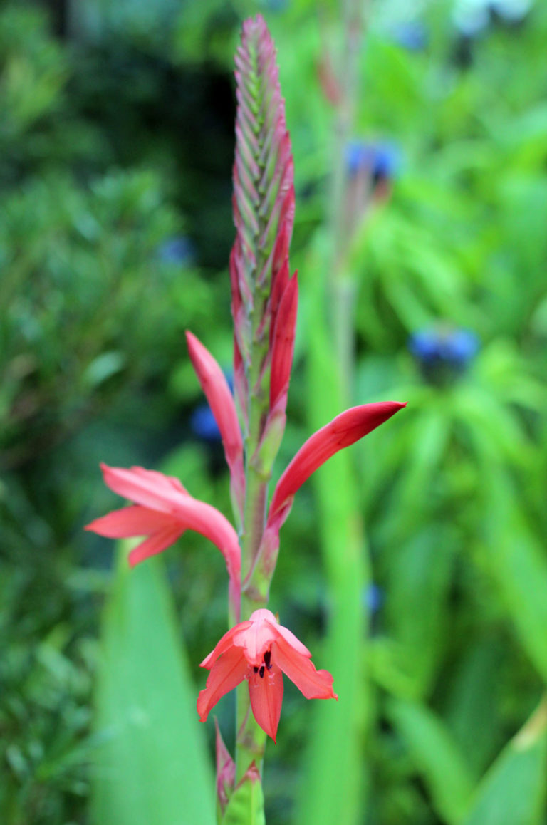 Watsonia close up