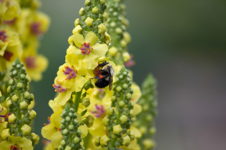 Bees yellow flowers