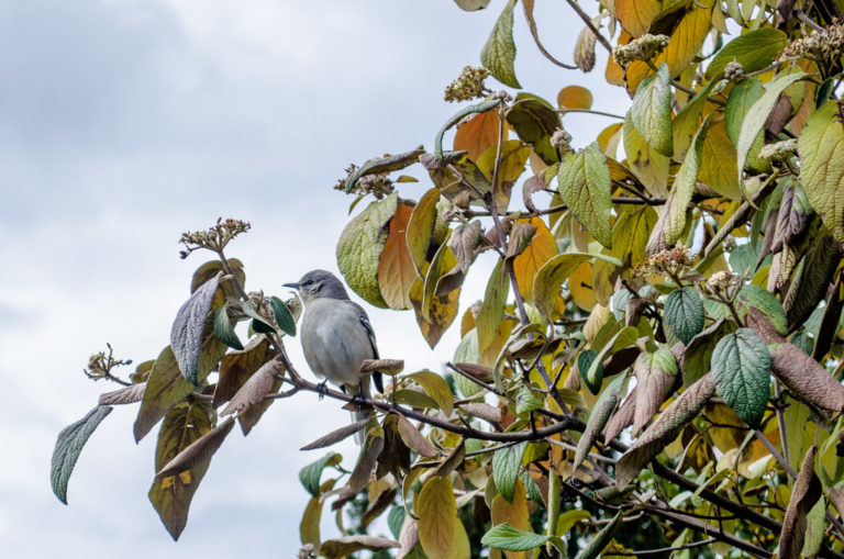 Bird in fall bush