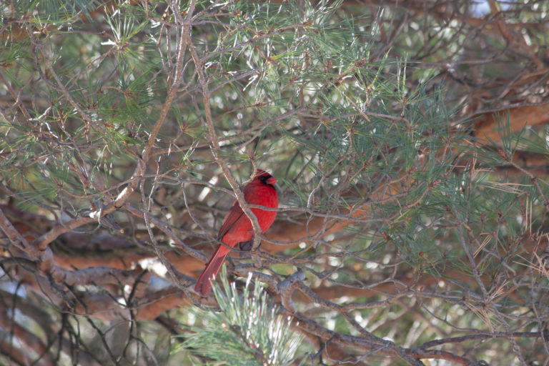 Cardinal puff
