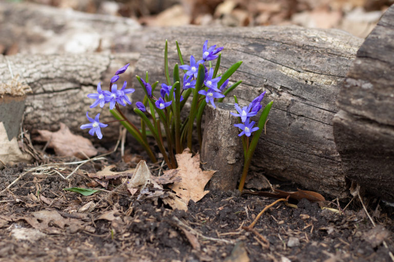 Chionodoxa log