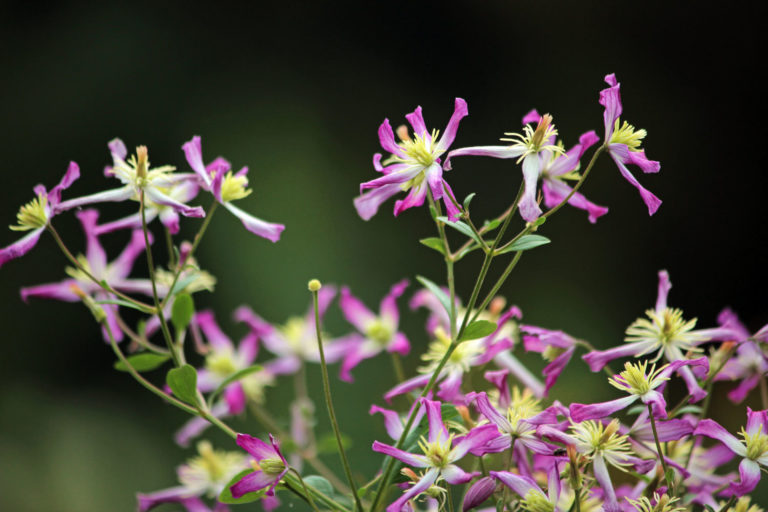 Clematis close up