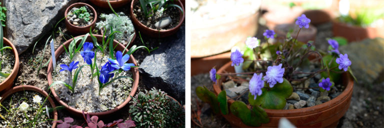 Crocus liverwort pair