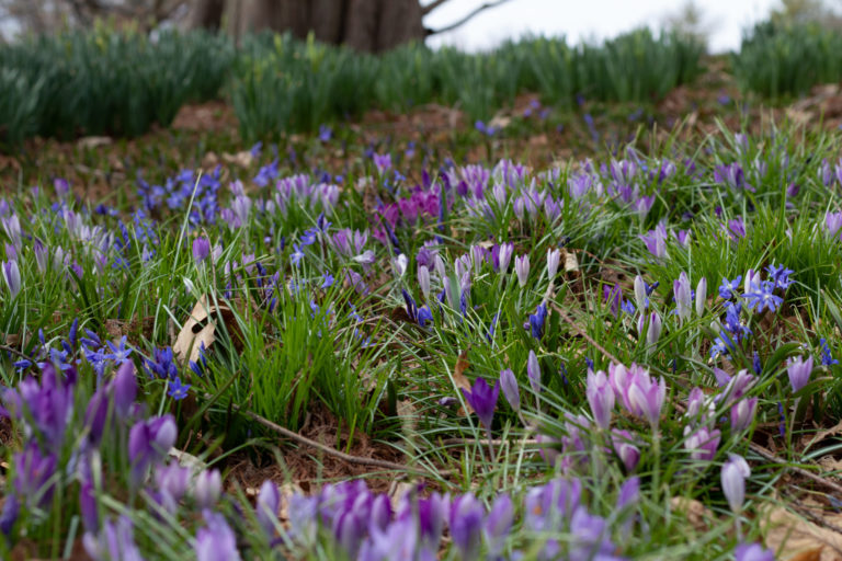 Crocus spring