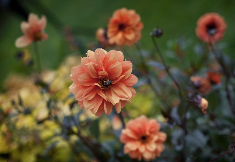 Dahlias