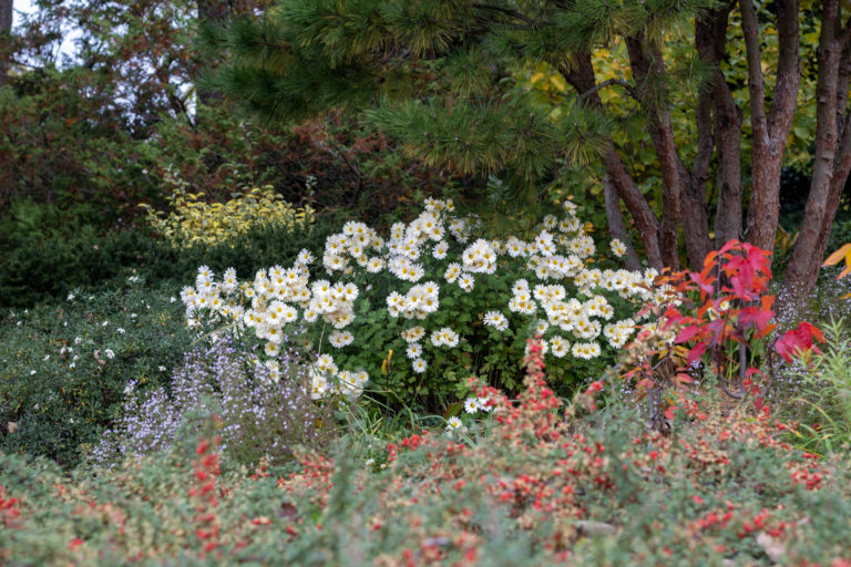 Daisies and red maple