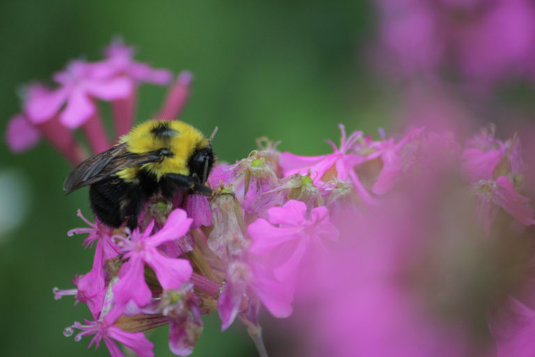 Fuzzy bee on pink flowers