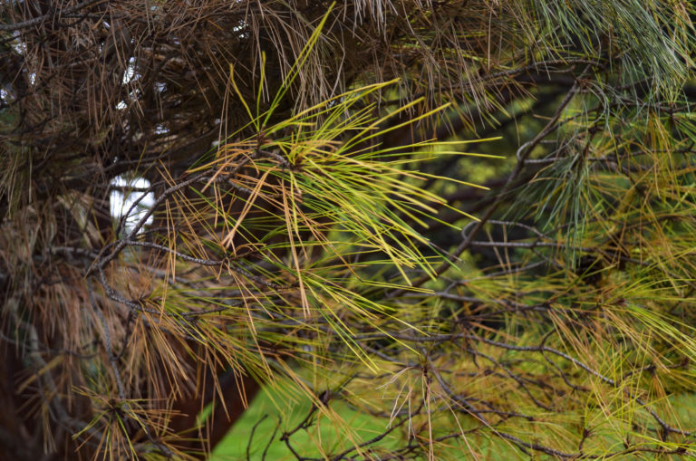 Gardens conifer slope Wave Hill 01