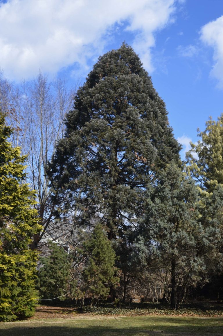 Gardens conifer slope Wave Hill 10