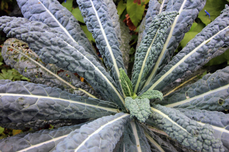 Kale close up 2