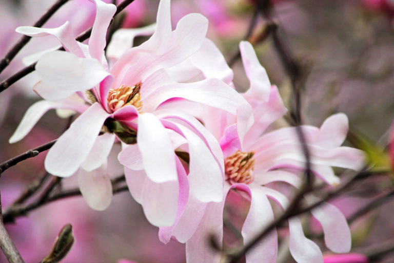 Magnolia close up