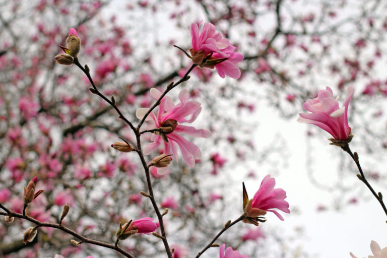 Magnolia tree