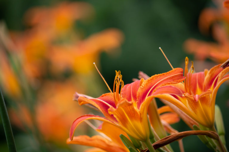 Orange lillies