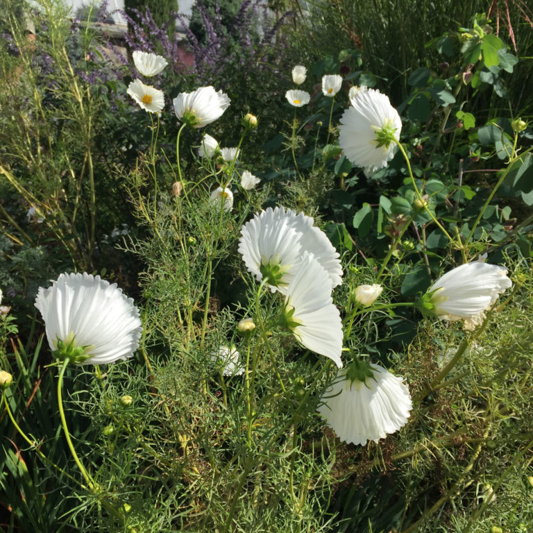 Paper flowers