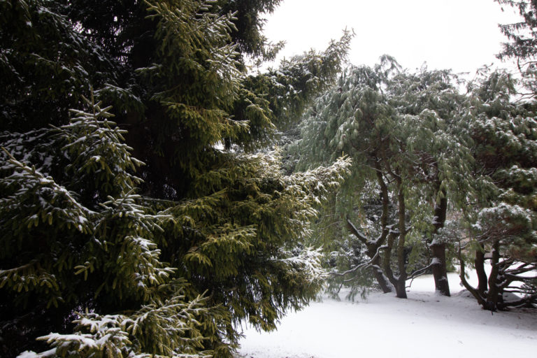 Pines in snow