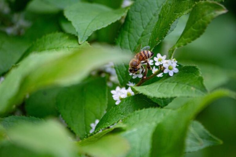 Pollinator