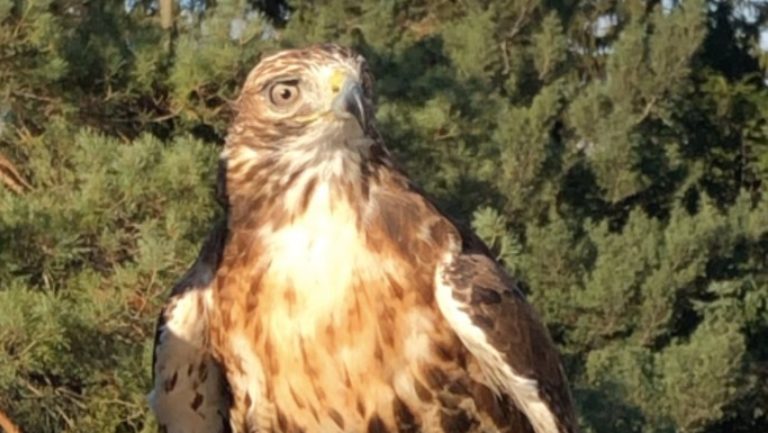 Red tailed hawk cropped