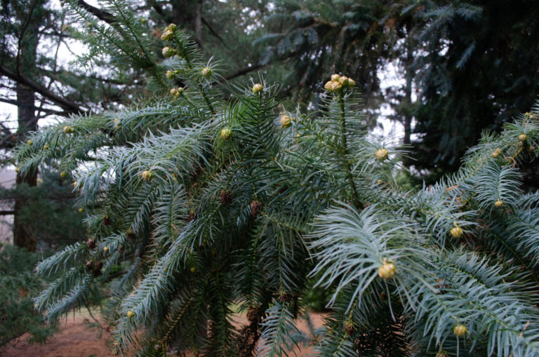 Scraggly pine