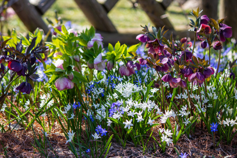 Spring flower garden