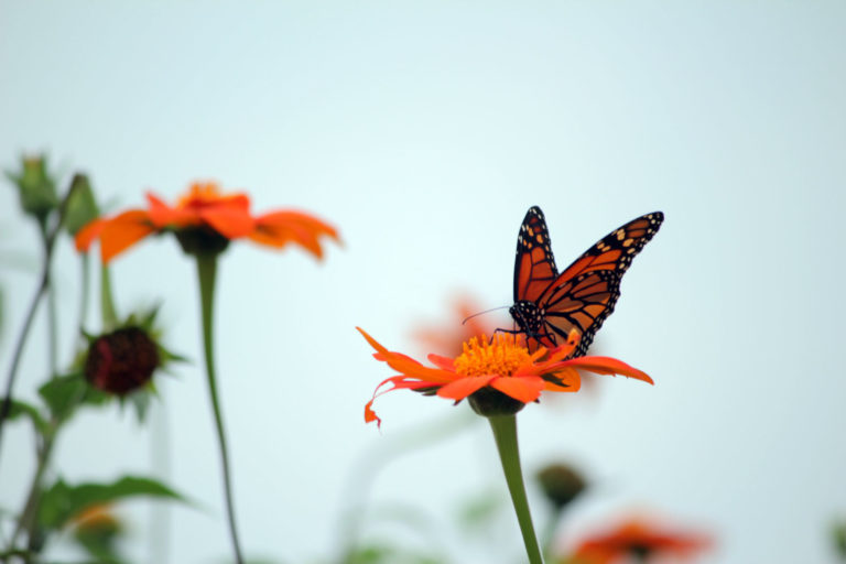 Sunflower butterfly